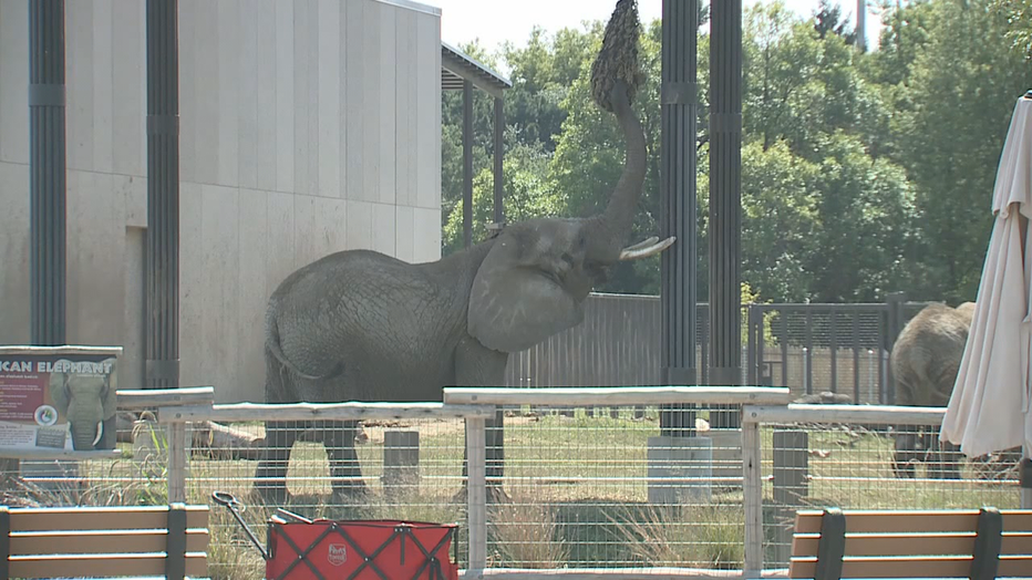 Man detained after he 'jumped into' MKE zoo's elephant enclosure