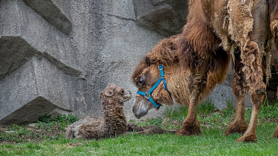 Bactrian camel born at the Milwaukee County Zoo