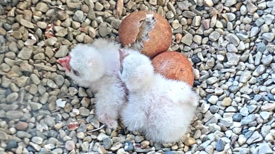 Peregrine falcon chicks at Oak Creek Power Plant