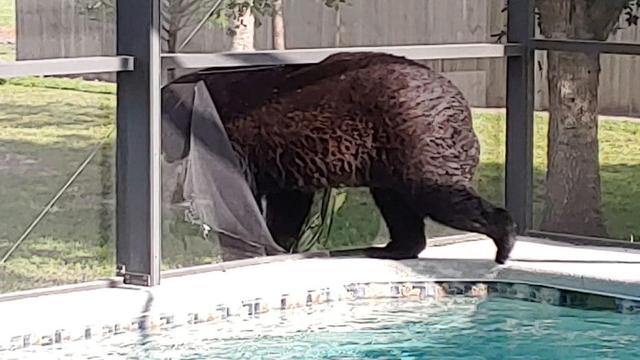 bear-pool-naples-2.jpg