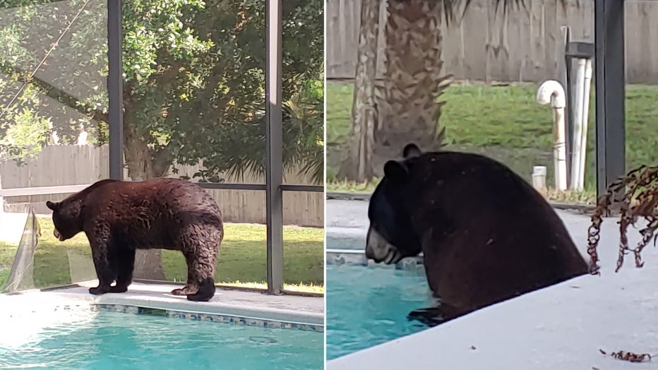 bear-pool-naples-4.jpg