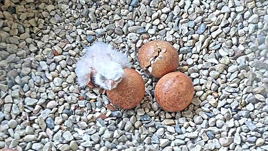 Peregrine falcon hatches at the Oak Creek power plant (Credit: We Energies)