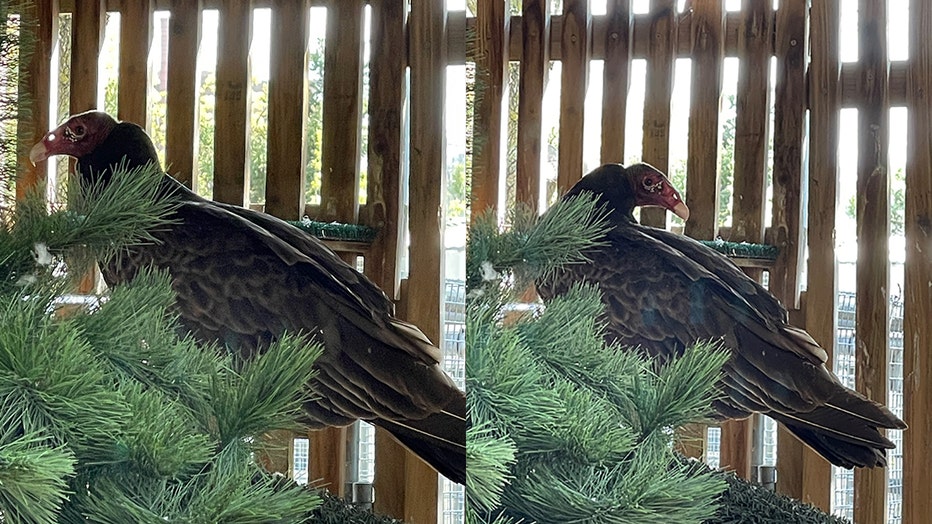 Turkey vulture found its way into Rockwell Automation, Inc.