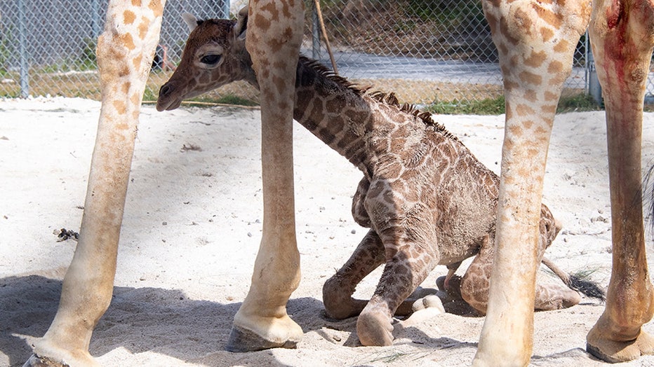 zoo-miami-baby-giraffe-ron-magill-1.jpg