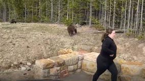 Yellowstone bear charges woman who approached with phone, park launches investigation to find her