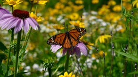 Monarchs are back in Wisconsin: How you can help this declining species