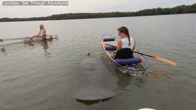 Friendly manatee surprises 2 women in canoes at Fort DeSoto Park