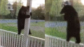 'Get outta there!': Woman films acrobatic bear balancing on porch to eat from bird feeder
