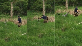 Oak Creek firefighter rescues crane with plastic bag on its head