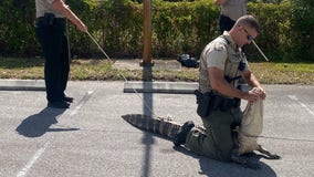 Alligator chases people through Wendy's parking lot in Florida