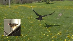 Turkey vulture released into wild after ‘visit’ to Rockwell Automation