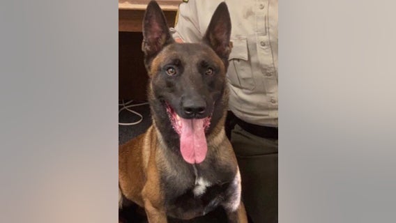 Georgia deputy demoted after K-9 officer’s death in hot car