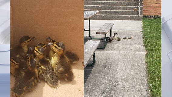 Mother duck, ducklings rescued from hawk in Oak Creek