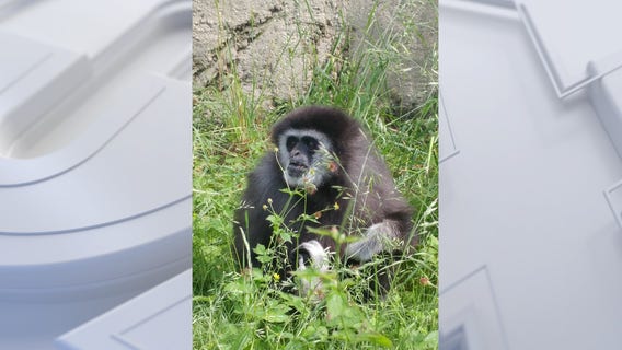 Racine Zoo celebrates 55th birthday of white-handed gibbon