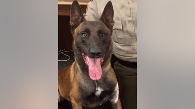 Georgia deputy demoted after K-9 officer’s death in hot car