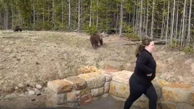 Yellowstone bear charges woman who approached with phone, park launches investigation to find her