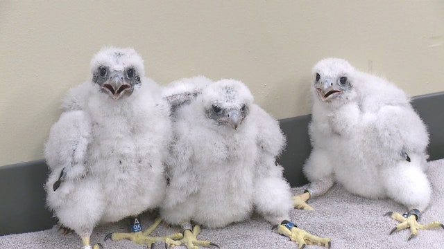 We Energies falcons represent COVID heroes