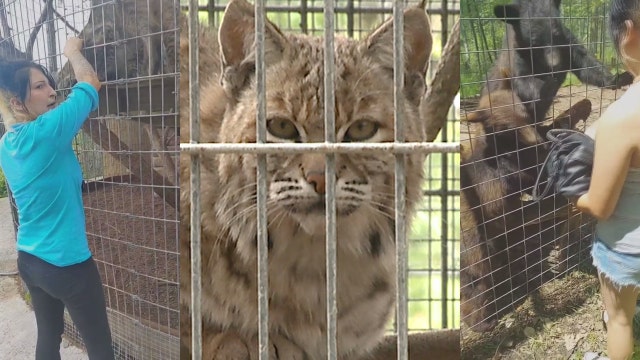 Shalom Wildlife Zoo: New video of banned woman petting animals