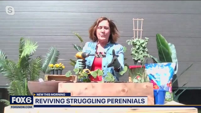 Tips to revive struggling perennial gardens this spring