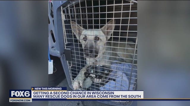 Many rescue dogs come from the South, but why?