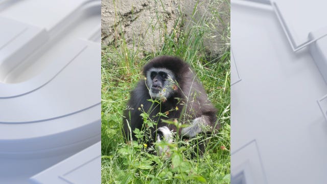 Racine Zoo celebrates 55th birthday of white-handed gibbon