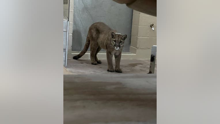 mountain lion zoo