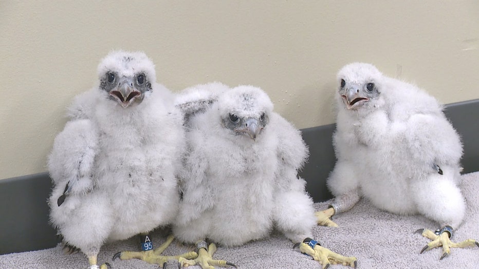 Peregrine falcons at We Energies