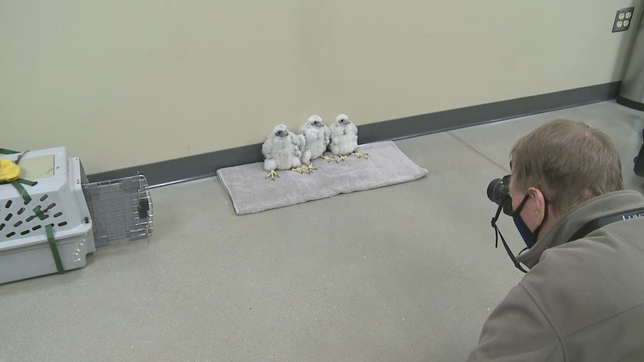 Peregrine falcons at We Energies