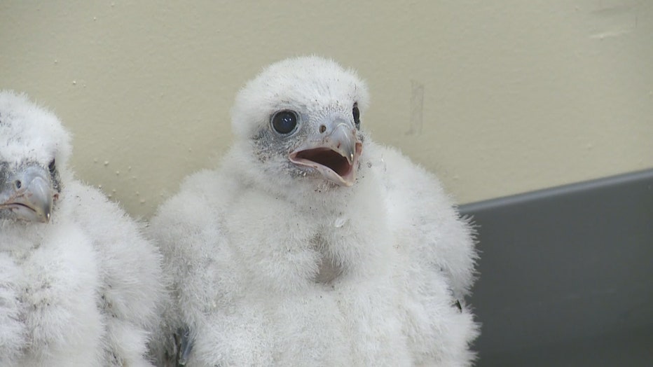 Peregrine falcons at We Energies