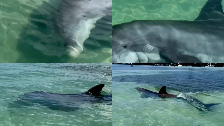 dolphin boca grande