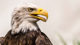 Bald eagle kills 54 lambs on Idaho farm, owner says