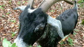 Goats eat buckthorn, help environment