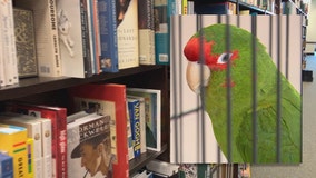 Parrot found at Bayshore, owner wanted