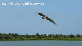 More than 30 pelicans mutilated on Orange County beaches, wildlife care organization says