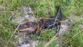 Teen ties rope around Brevard alligator, Florida wildlife officials say