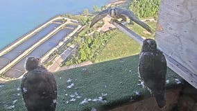 We Energies peregrine falcon chicks begin to leave nest