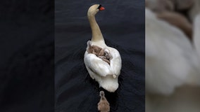 Father swan carries babies on back after mama dies