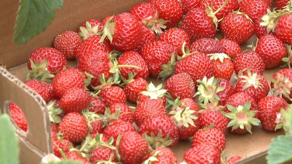 Lack of rain, smaller strawberries in Wisconsin