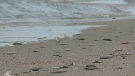 Great Lakes ice lacking, fish and algae among possible impacts