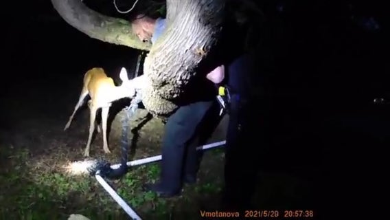 Deer rescued from Bayside soccer net