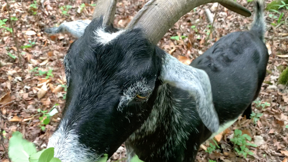 Goats eat buckthorn, help environment