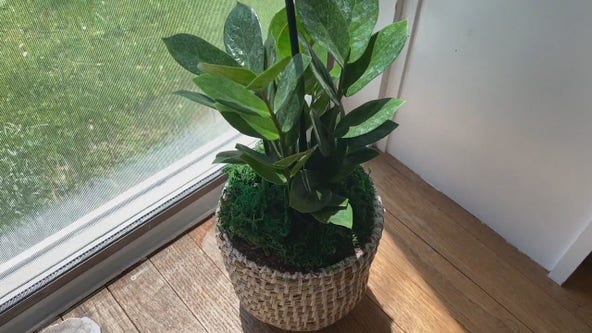 Buying plants online