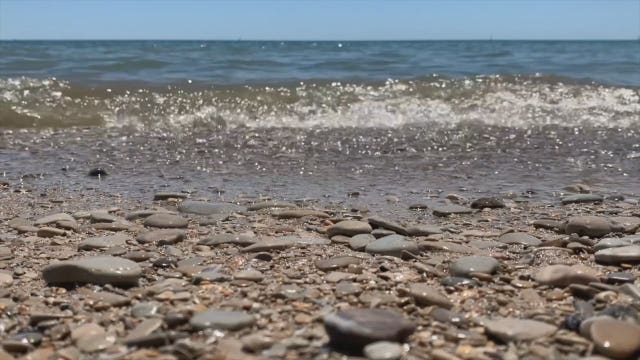 Blue-green algae: Tips to stay safe for humans, pets