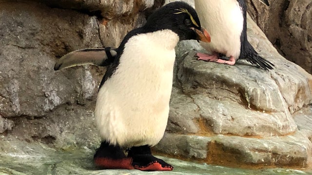 Elderly zoo penguin with arthritis gets shoes to provide relief