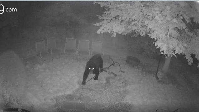 Beware of black bears: Wisconsin DNR on how to stay safe