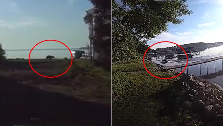 Bear spotted in Middleton