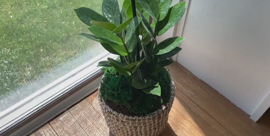 Buying plants online