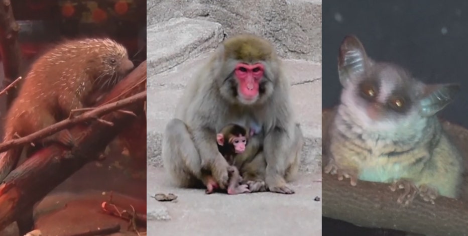 Milwaukee County Zoo's baby animal additions