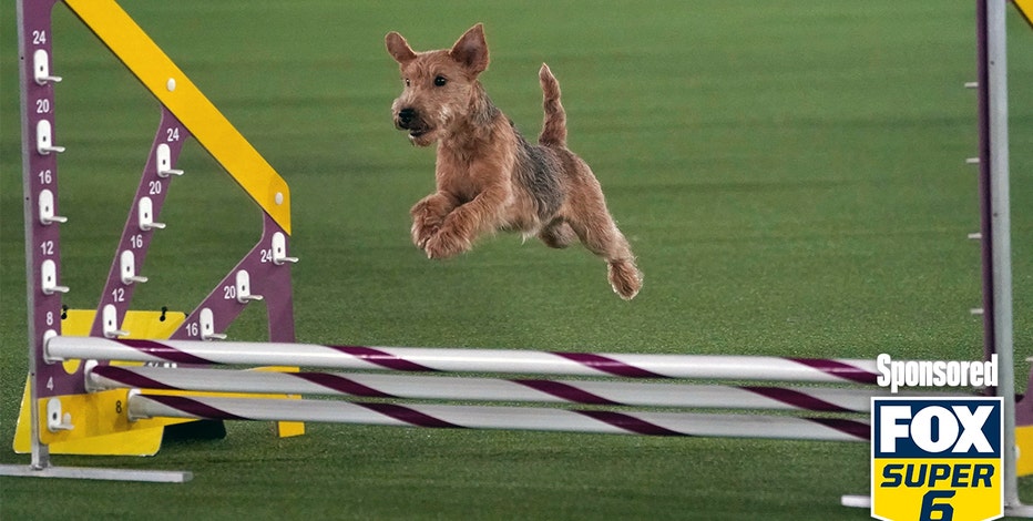 akc agility title tracker