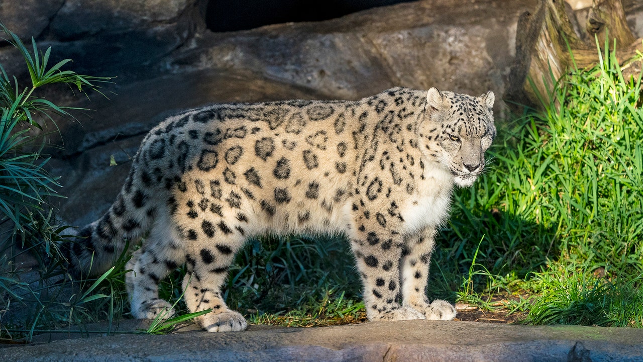 Snow leopard at San Diego Zoo suspected of having COVID19